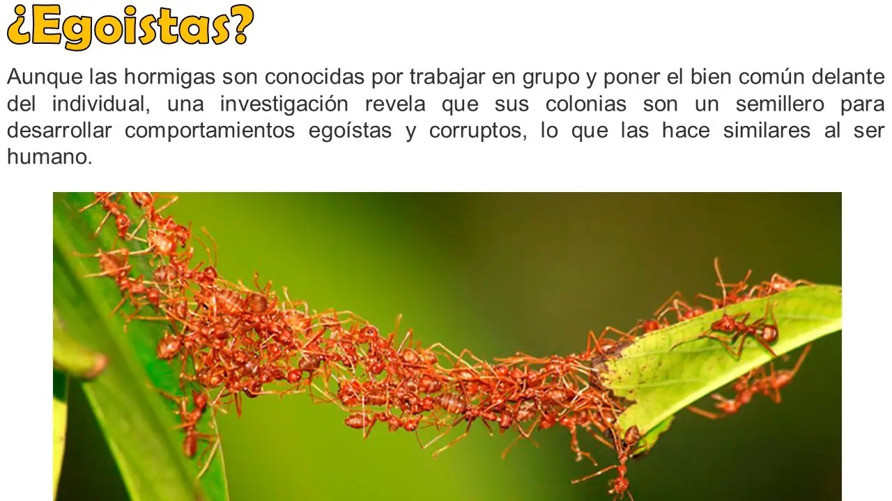 Curiosos