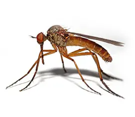 virus transmitidos por zancudos