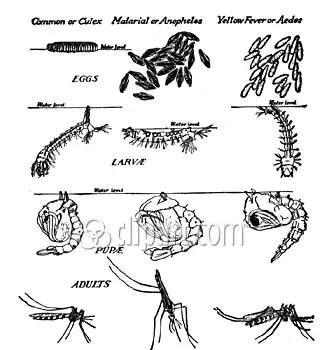 malaria