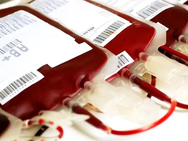 Logran rejuvenecer a ratas con sangre de adolescentes humano