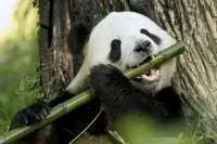 Los Osos Panda [Informacion detallada]