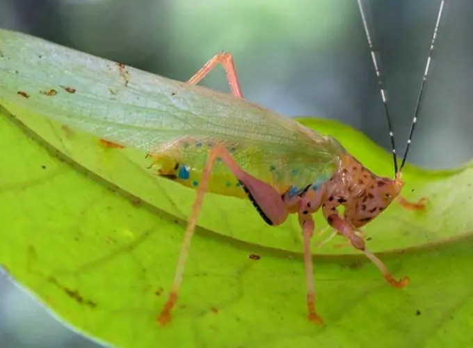 biodiversidad biodiversidad