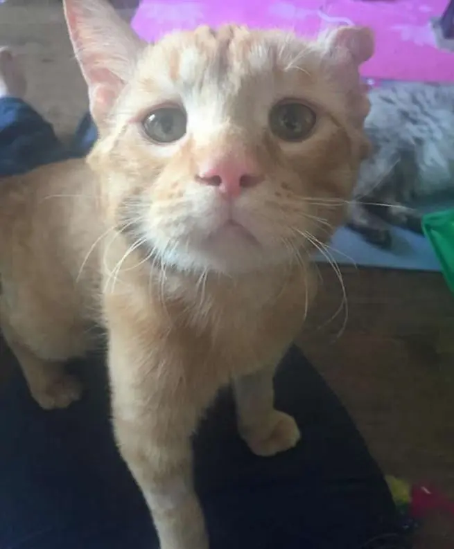 adopcion