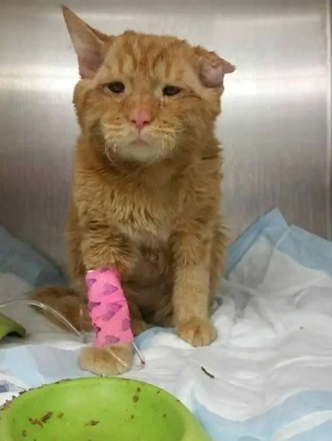 La transformación de un gatito tras ser rescatado