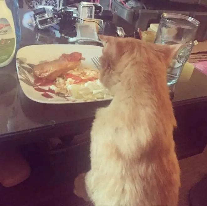 La transformación de un gatito tras ser rescatado