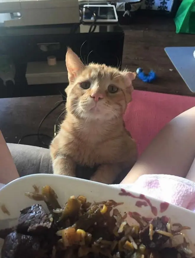 gatito