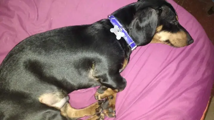 Salchi Pensamientos Dachshund Libro 5 sección Argentina U