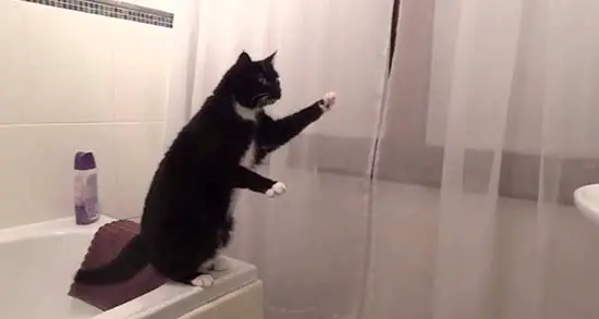 Los gatos pueden ver gantasmas