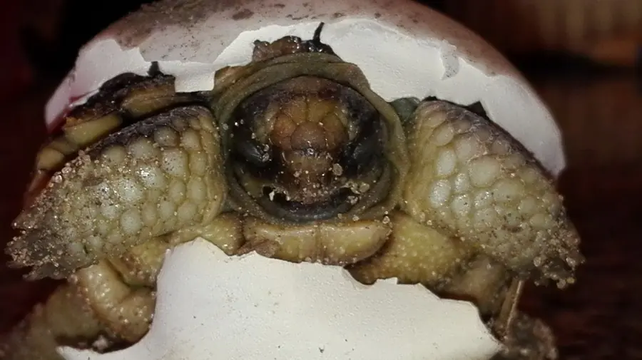tortuga