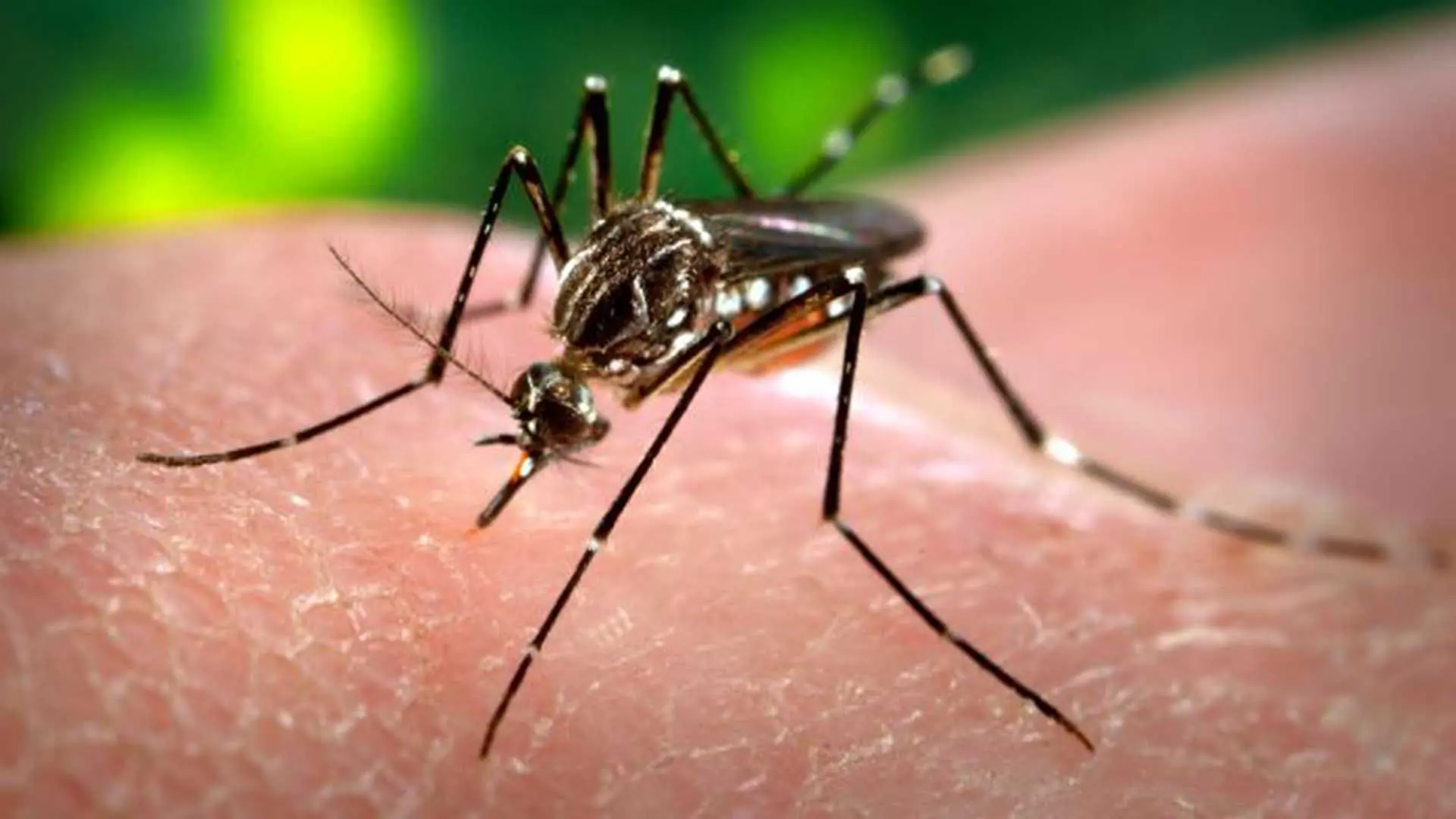 Mayaro, el nuevo virus que transmite el zancudo