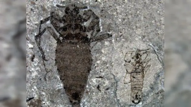 Los dinosaurios si tenian pulgas y Gigantescas
