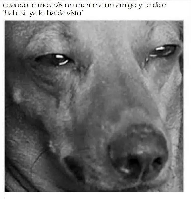 memes