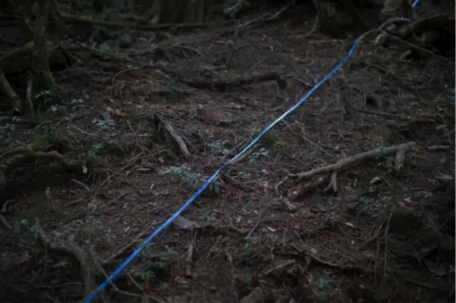 bosque de los suicidas