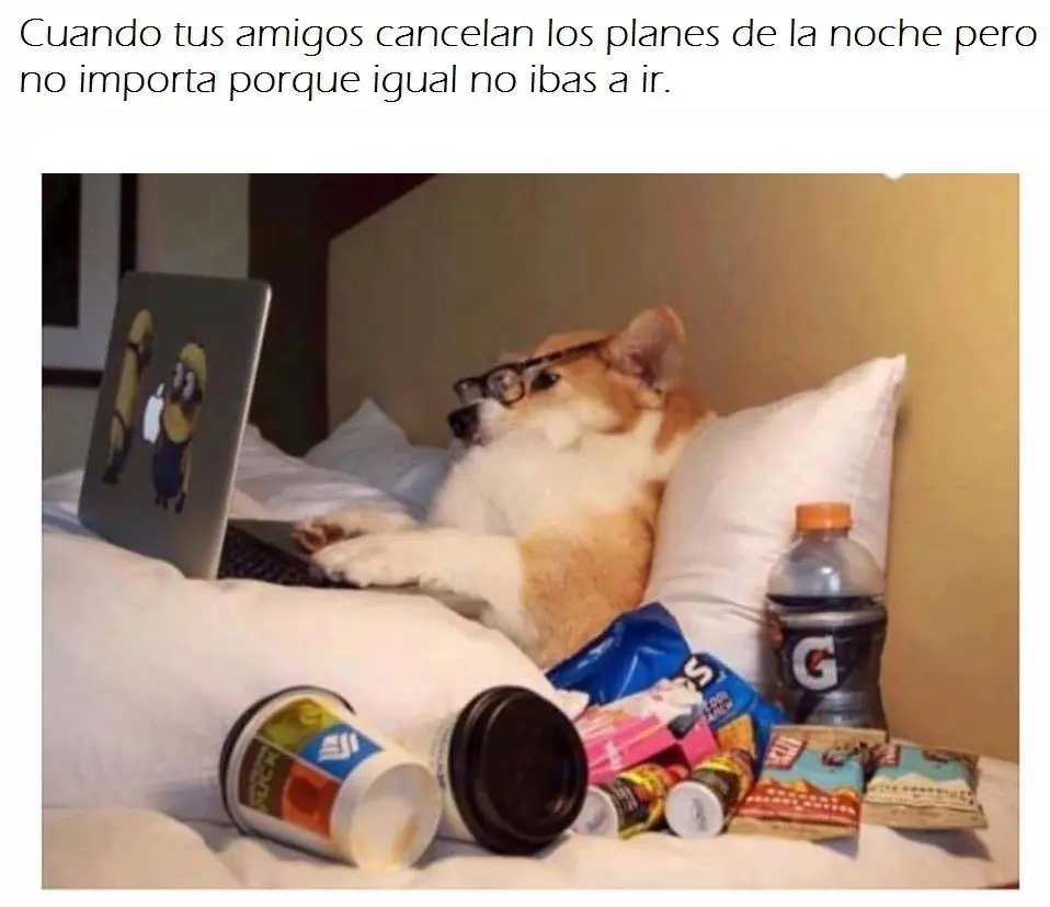 humor para desvelados