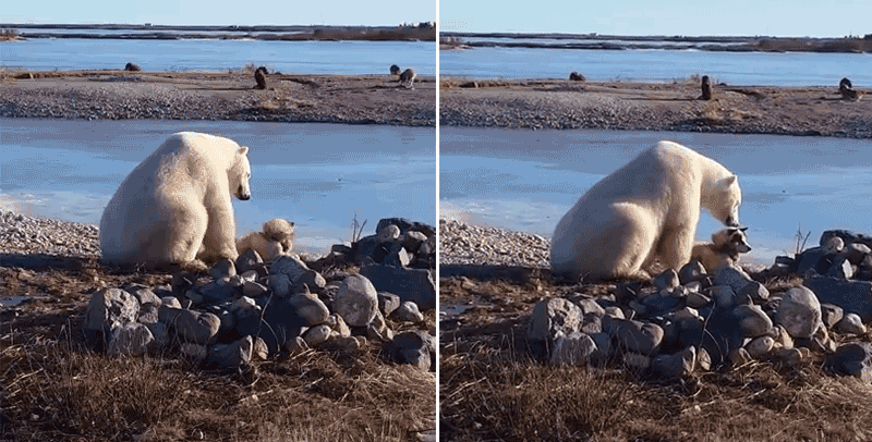 Viral: Oso polar acariciando a perro no tuvo final feliz