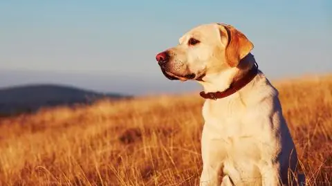 labrador