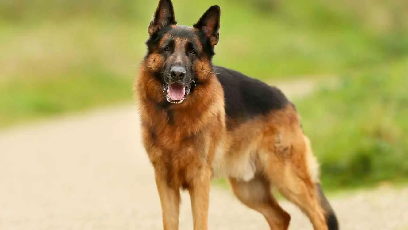 14 razas de perros muy inteligentes.