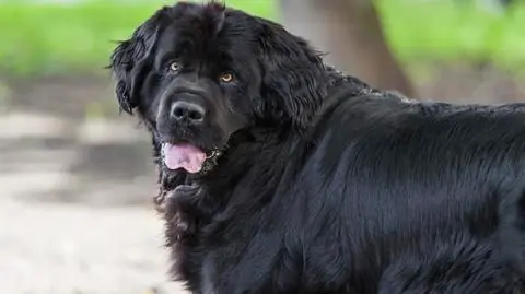 14 razas de perros muy inteligentes.