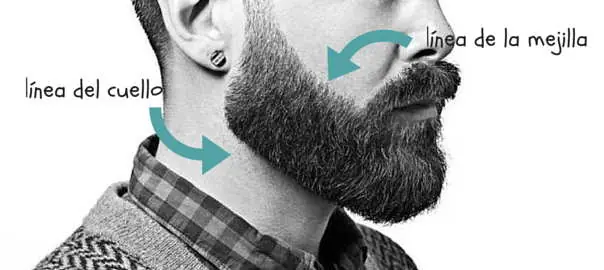 barba tiene 4 fases de crecimiento, este es el tamaño ideal