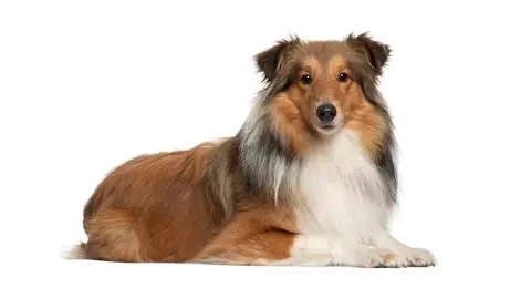 14 razas de perros muy inteligentes.