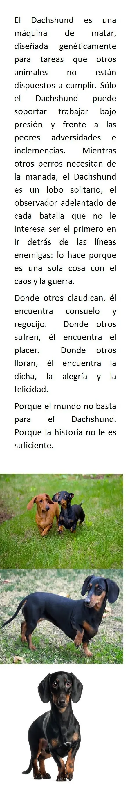 guitarra