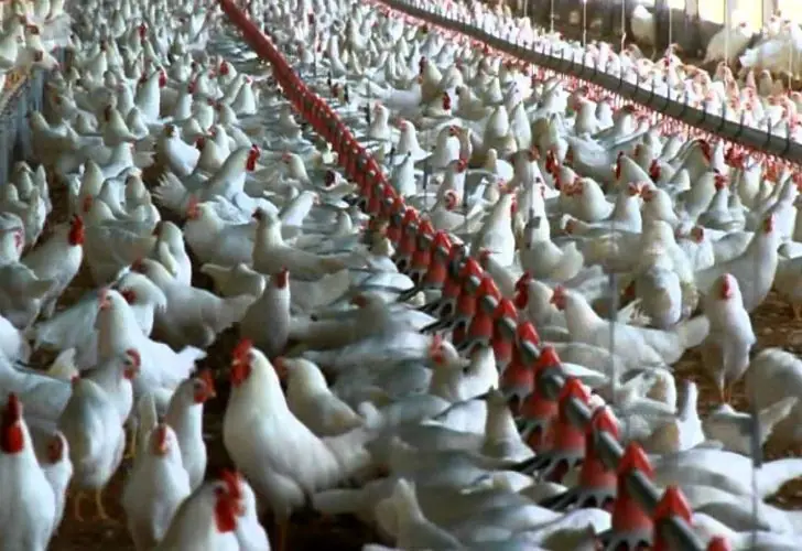 Hormonas en pollos: rotunda mentira, pasá te digo la posta