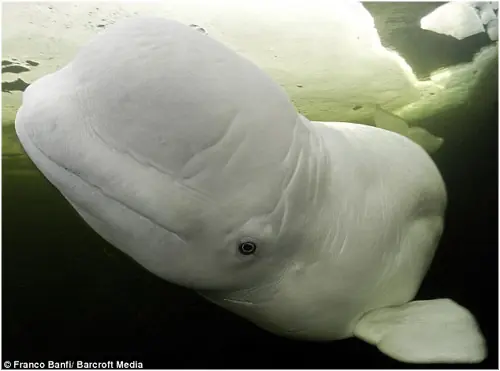 Buceando con una Beluga en el Ártico