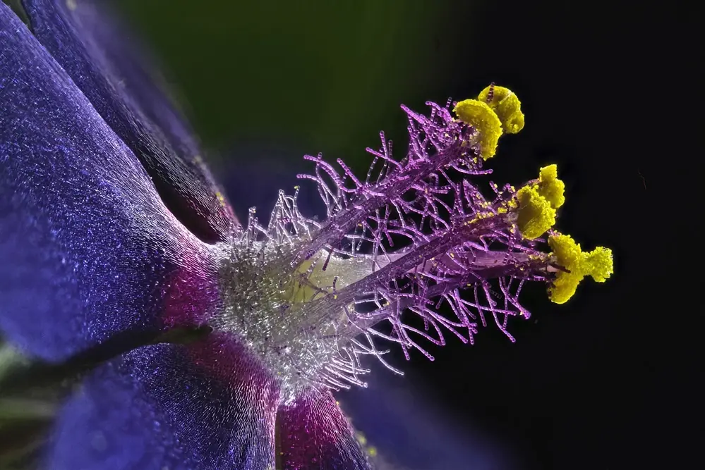 20 Imágenes microscópicas e impresionantes de la naturaleza.