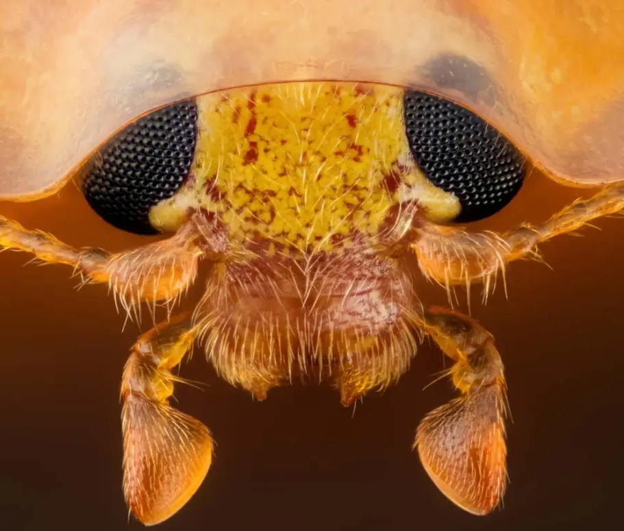 imagenes microscopicas
