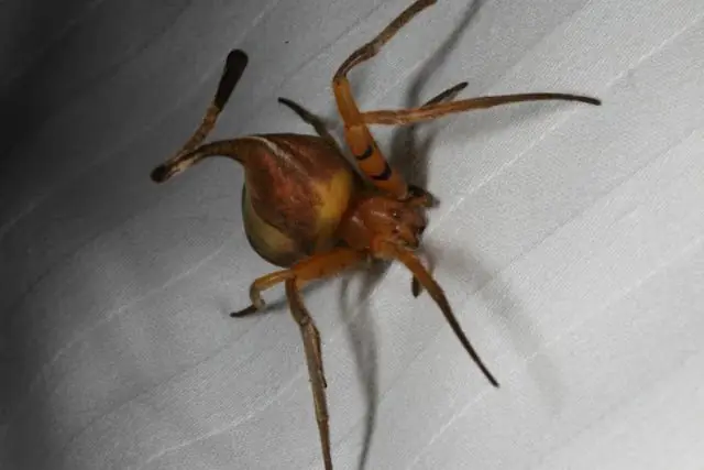 La sorprendente "araña hoja"