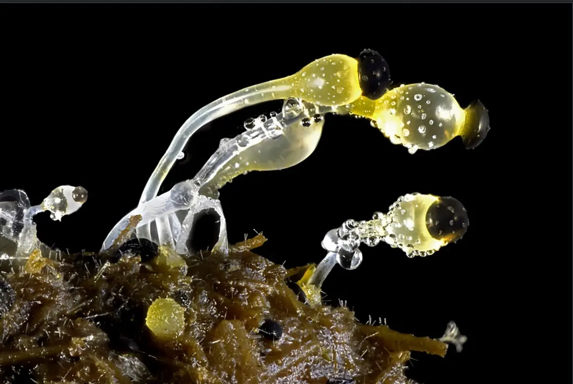 20 Imágenes microscópicas e impresionantes de la naturaleza.