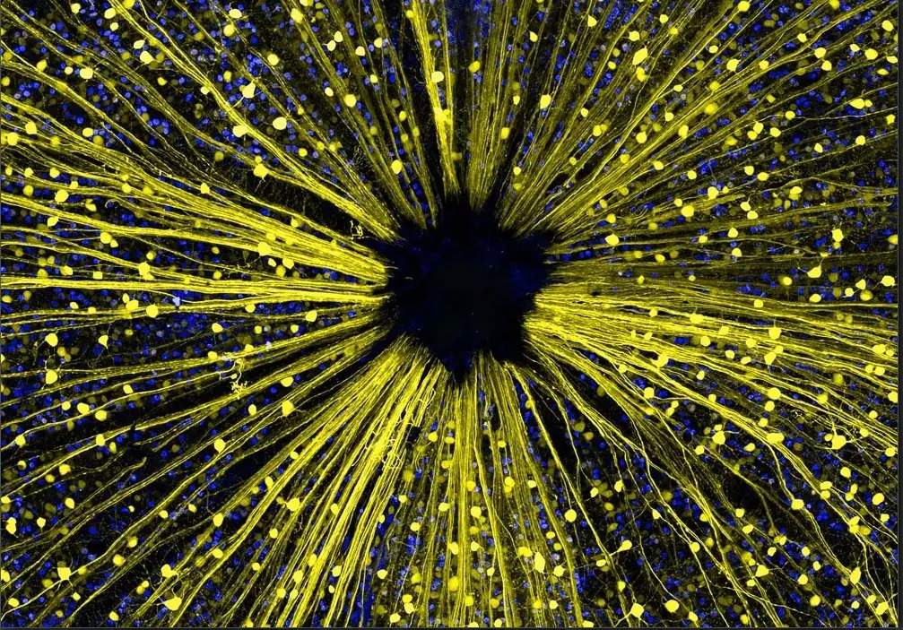 20 Imágenes microscópicas e impresionantes de la naturaleza.