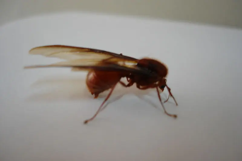 gusanos