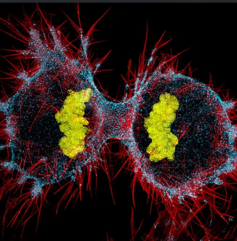 imagenes microscopicas