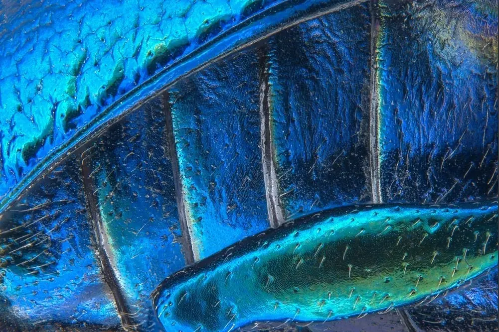imagenes microscopicas