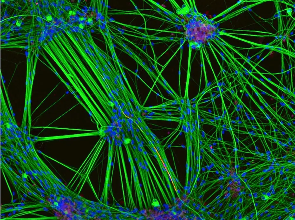 imagenes microscopicas