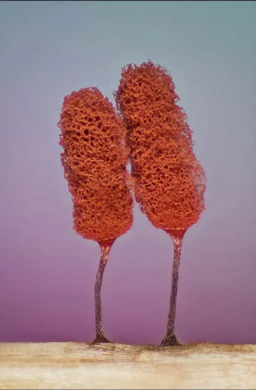 20 Imágenes microscópicas e impresionantes de la naturaleza.