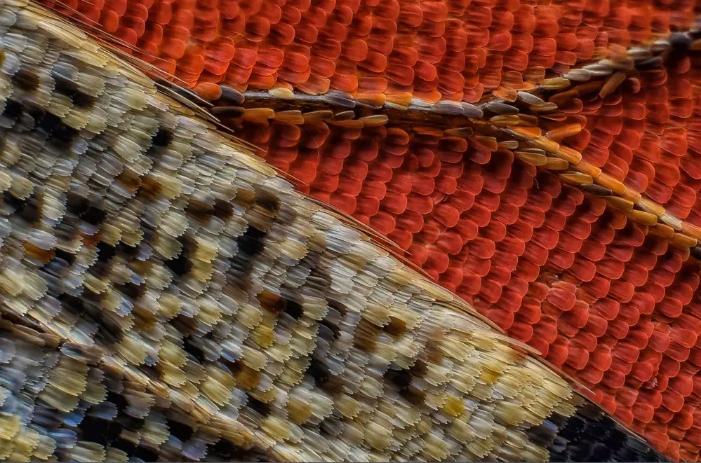 20 Imágenes microscópicas e impresionantes de la naturaleza.