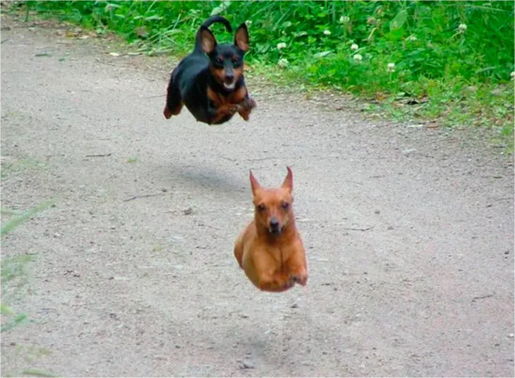 Perros que te harán decir: ¡¡Wtf!!