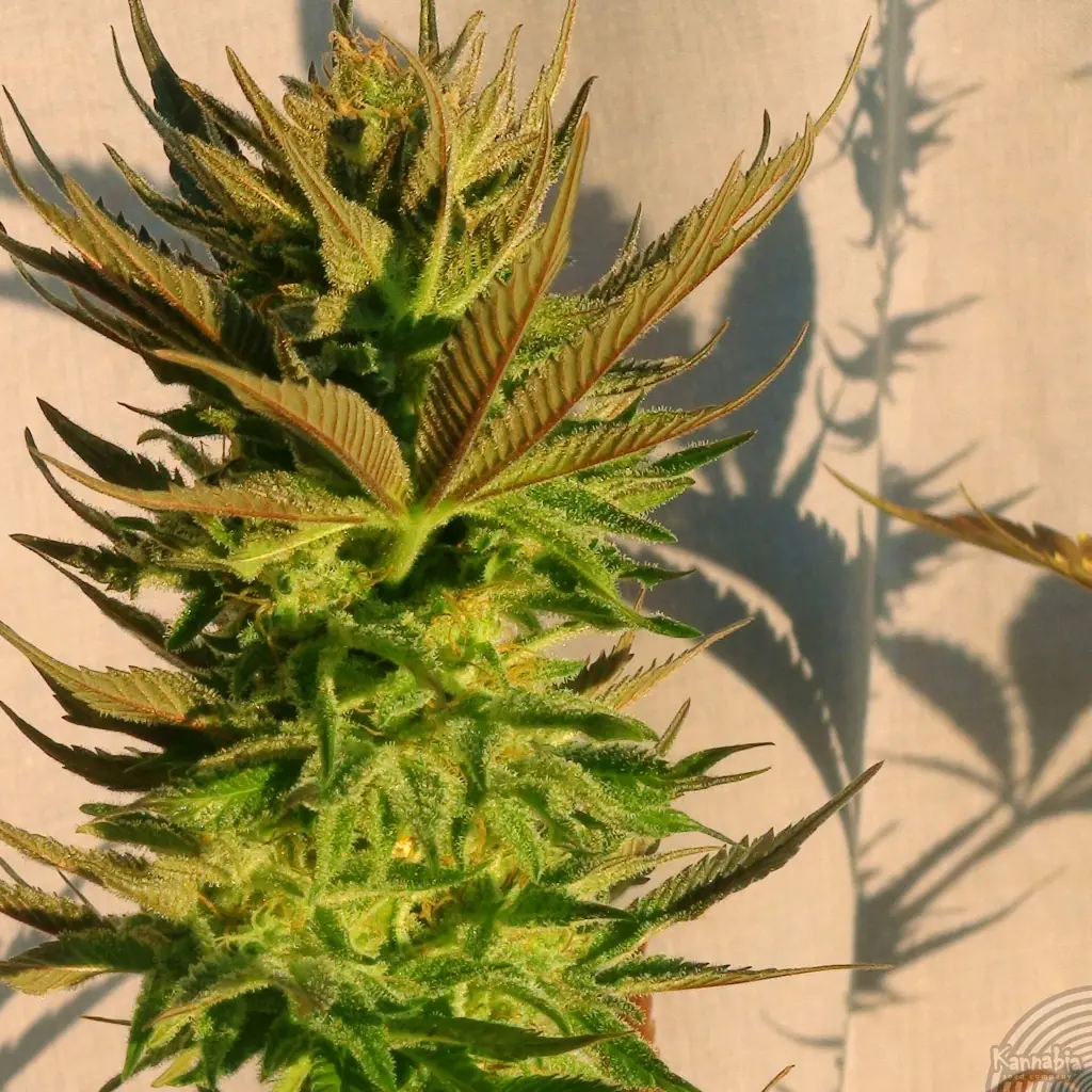 El Gran Bruce Lee masticaba Hachis y fumaba Marihuana