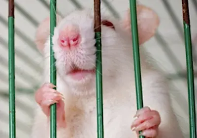 ¿Una cabeza recién cercenada sigue teniendo Conciencia?