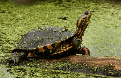 tortuga