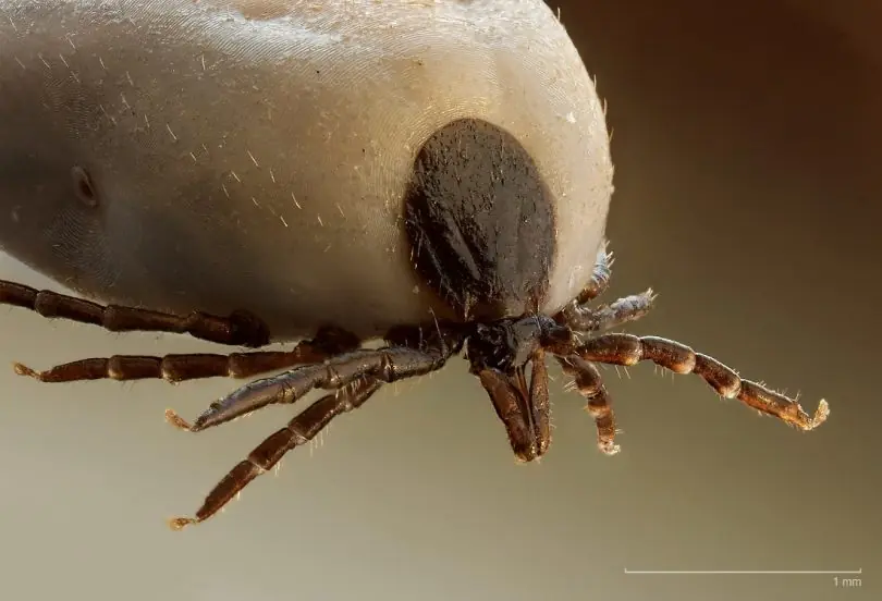 garrapata garrapata