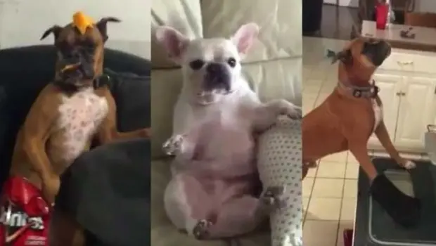 Los perros se suman al Mannequin Challenge