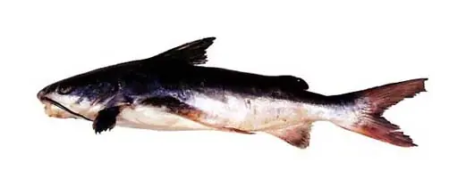 peces peces