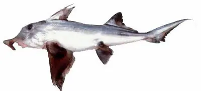 carnadas carnadas