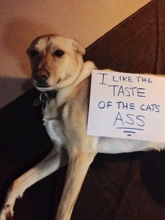 canina
