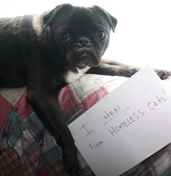 canina
