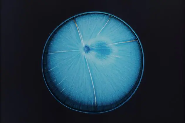 microscopio