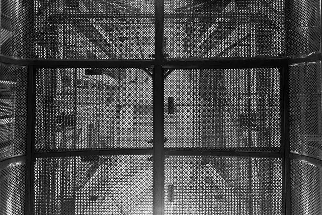 [MegaPost] El colapso demográfico explicado por ratones